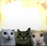 kotikrutie.webp