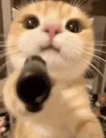 1779819698078.webp