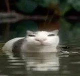 Cat.webp