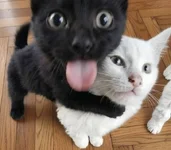 1780769679087.webp