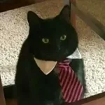 Gato.webp