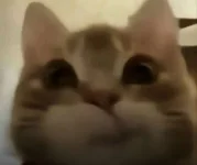 1781618292590.webp