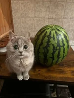 загруженное (6).webp