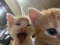 1781873346820.webp