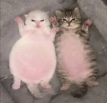 1781873376707.webp