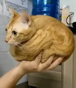 загруженное (7).webp