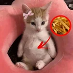 1782131664137.webp
