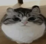 загруженное (8).webp