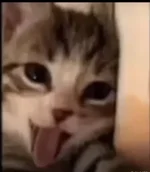 1782319372753.webp