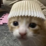 1782319413358.webp