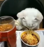 загруженное (9).webp