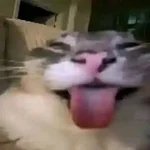 1782919219999.webp