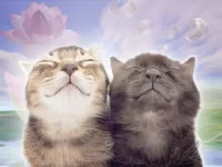 загруженное (12).webp