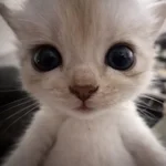 1783240798682.webp