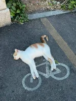 Funny-Cute-Cats-Powerful-Aura-Pics.webp