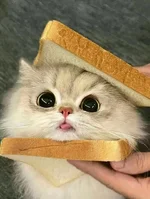 1783440539809.webp