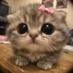 1783611448614.webp