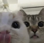 1783909239994.webp