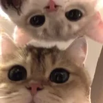 1783909265053.webp