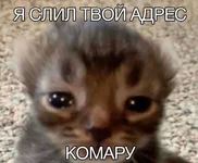 1785233768452.webp