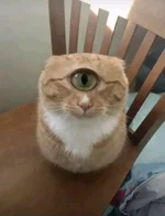 Кот со всевидящим оком.webp