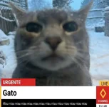 Gato.webp