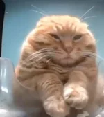 загруженное (3).webp