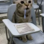 1788547373814.webp