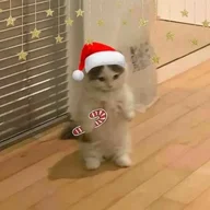 jeutzee