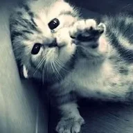 looserr