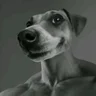 Ispanich