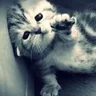looserr